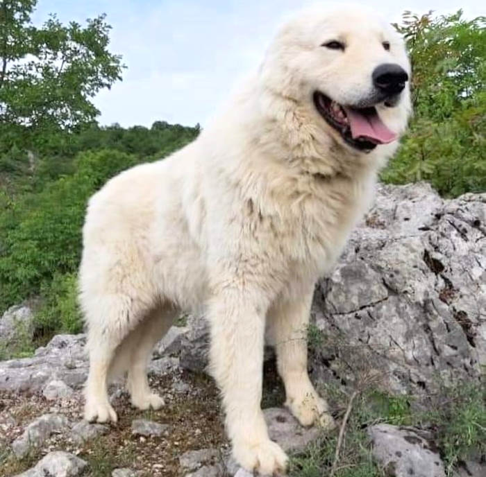 Il cane Alvomano è il pastore maremmano abruzzese più bello d'Italia