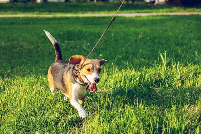 Vietato introdurre cani e altri animali nei giardini pubblici