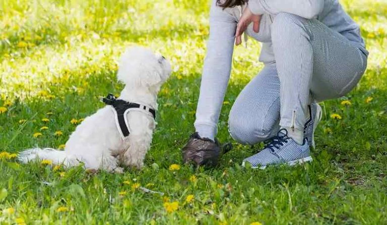 Cani vaganti e degrado a Canistro