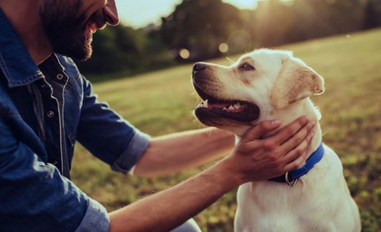 Il cane Buon Cittadino