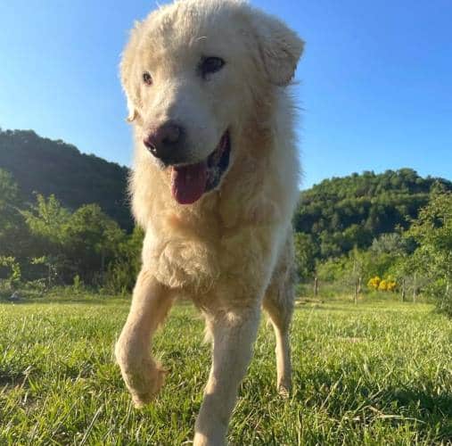 Ulisse esce dal canile dopo 10 anni: "finalmente è libero"