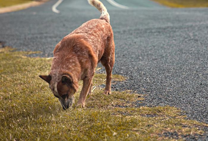 Cani vaganti a Magliano de' Marsi: appello di una giovane cittadina per il rispetto delle regole civili