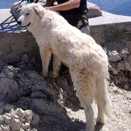 Il cane che accompagna gli escursionisti sul Velino in cambio di mezzo panino