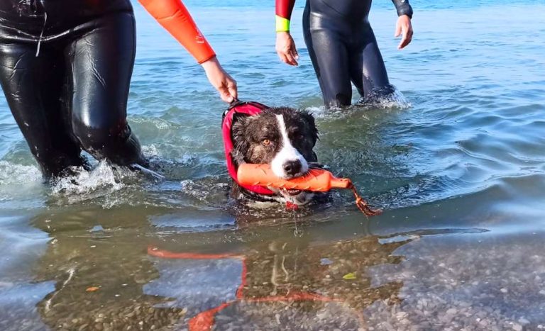 La bella storia di Wallace: dal Canile di Sante Marie a nuovo allievo Sogit per il Soccorso in Acqua