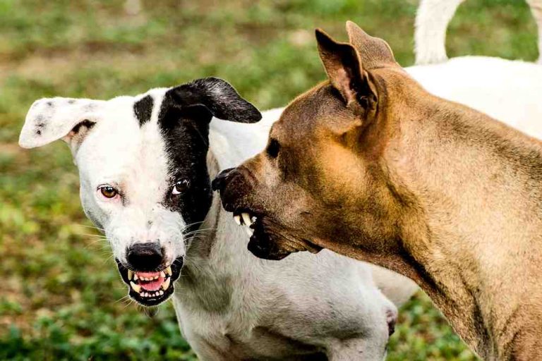 Cani aggressivi lasciati in giro senza guinzaglio