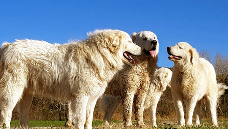 Donna aggredita da 5 cani da pastore a Luco dei Marsi, Zampadotta: "Troppi cani vagano indisturbati"