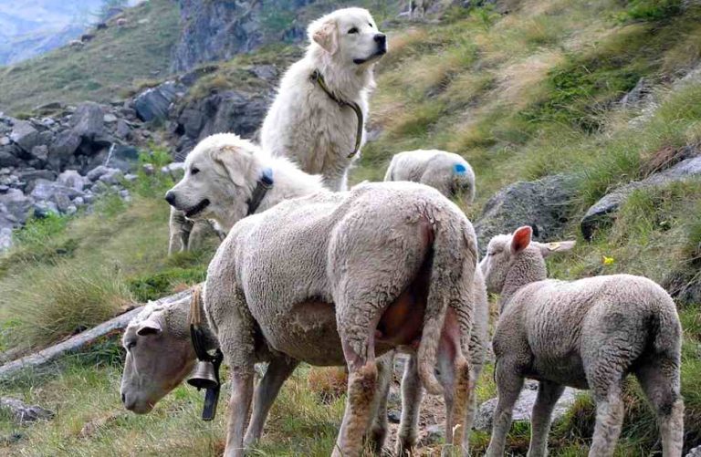 Cani da pastore abruzzese e il loro gregge