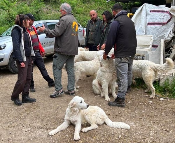 Cinque cani da pastore abruzzese partiti per le Alpi