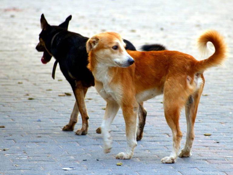 Animali abbandonati: in Abruzzo record negativo