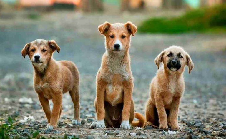 Cani vaganti e mal gestiti dai proprietari