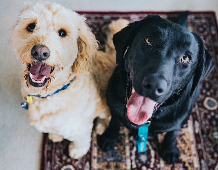 Giornata del microchip a Cerchio per registrare i cani del territorio nell'anagrafe canina regionale