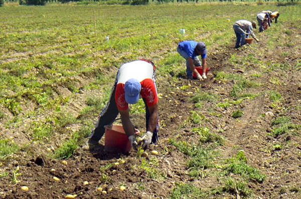 Lotta allo sfruttamento del lavoro in agricoltura