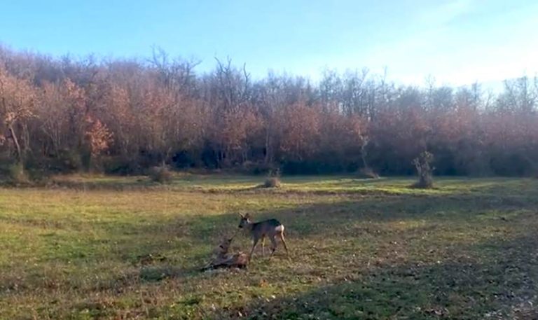 Caprioli rilasciati in natura dopo essere stati coinvolti in incidenti stradali: il video del Parco