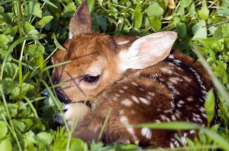 Inizia la stagione dei piccoli caprioli nascosti tra l'erba: "Non toccate mai i cuccioli"