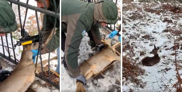 Giovane capriolo incastrato in una ringhiera lungo la strada