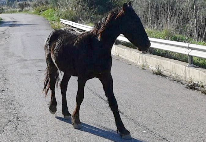 Bovini ed equini liberi per le strade