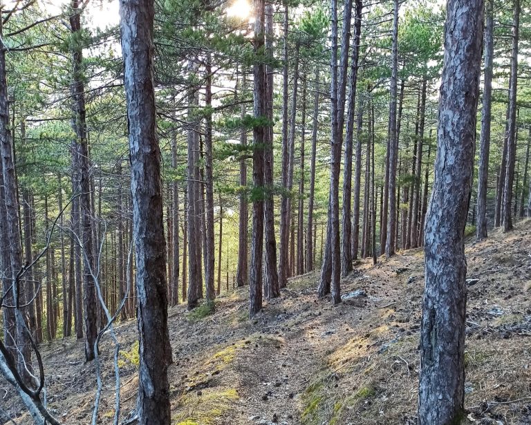 L’Amministrazione Forestale Italiana compie 200 anni