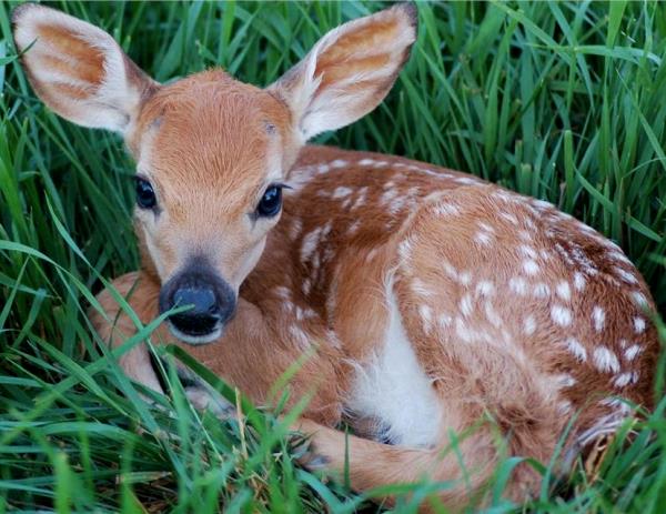 Non toccate e non spostate i piccoli di capriolo e di cervo: la raccomandazione dei Parchi agli escursionisti