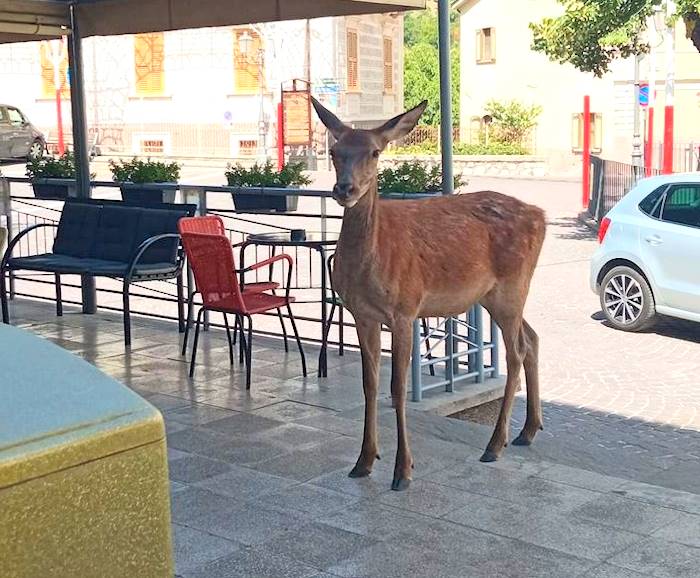 Una cerva curiosa entra nella veranda del bar del paese