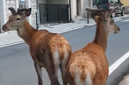 Due giovani cervi in giro per il paese