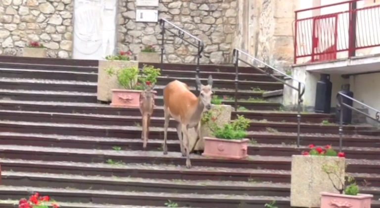 Mamma cerva e il suo piccolo "sfilano" con eleganza sulla scalinata (video)