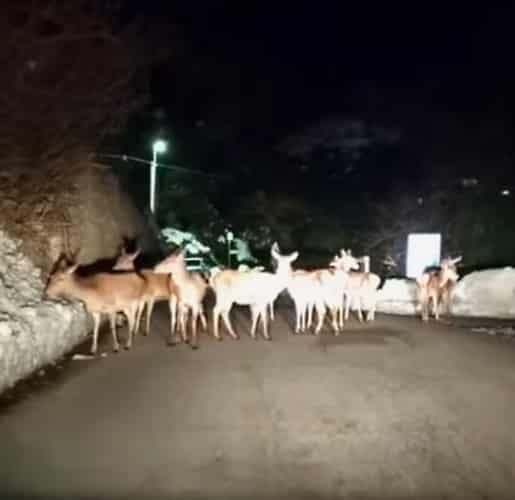 Un inaspettato "posto di blocco" lungo una strada d'Abruzzo (video)