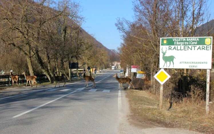 Cervi rispettano il Codice della Strada e attraversano sulle strisce