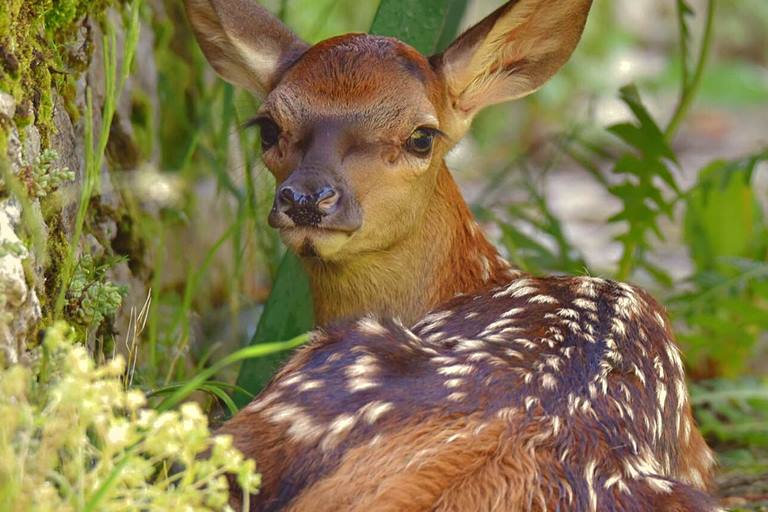 Cuccioli di cervo nobile