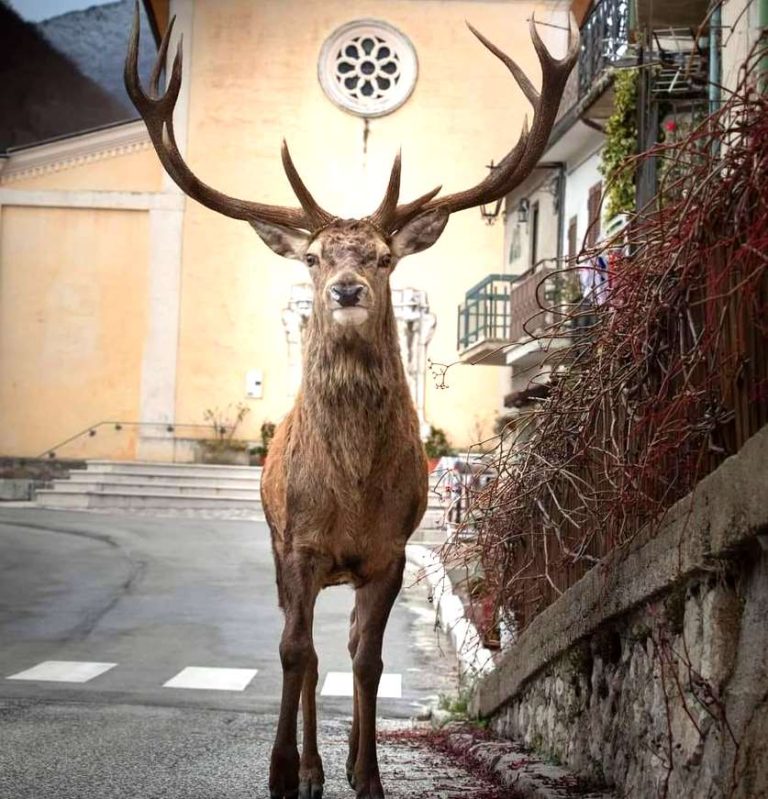 Meraviglie d'Abruzzo: sua maestà il cervo