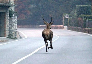 Pericolo animali selvatici sulla SP127 a Collelongo: avviso dell'Amministrazione comunale