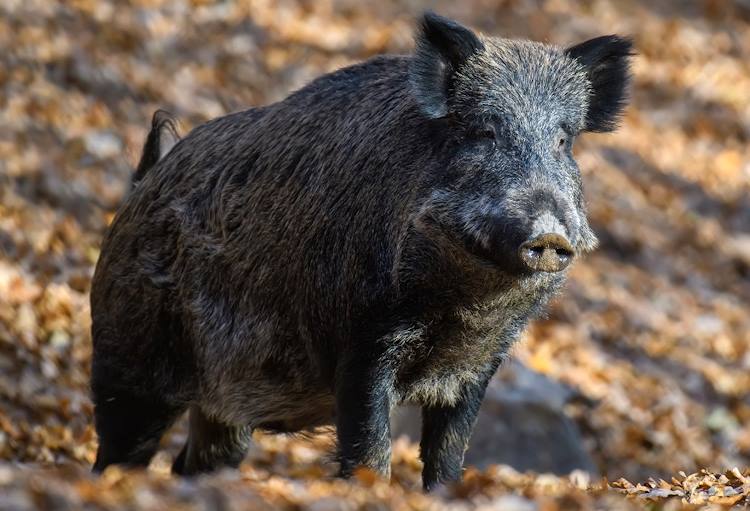 Parco Sirente Velino: disponibile gratuitamente prodotto repellente per fauna selvatica per salvaguardare coltivazioni