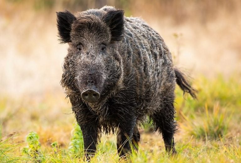 Cinghiale ucciso in un parco pubblico, LAV: "L'animale poteva essere sedato e traslocato in sicurezza"