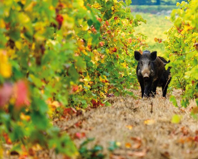 Investimenti per migliorare la coesistenza tra agricoltura