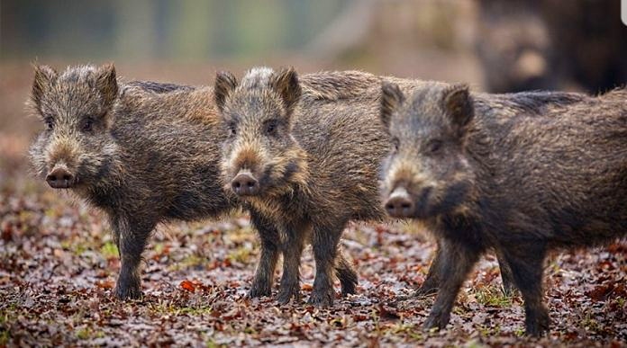 Prolungata fino a gennaio la caccia al cinghiale per l'area della provincia dell’Aquila interdetta alla caccia