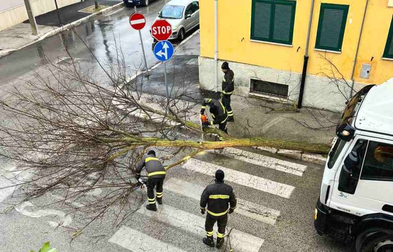 Crolla un albero in via Crispi ad Avezzano (video)||