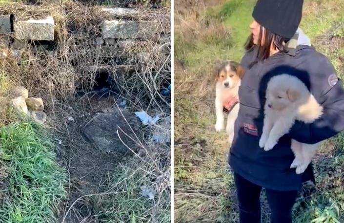 Due cagnoline recuperate in un buco sotto un guardrail