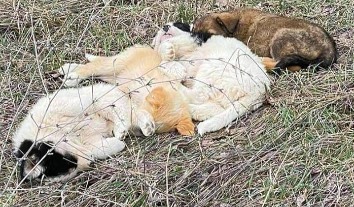 Cuccioli buttati in un campo a Celano