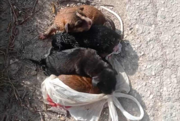 Quattro cuccioli appena nati buttati per strada in un sacchetto di plastica: "Le sorprese del Venerdì Santo"