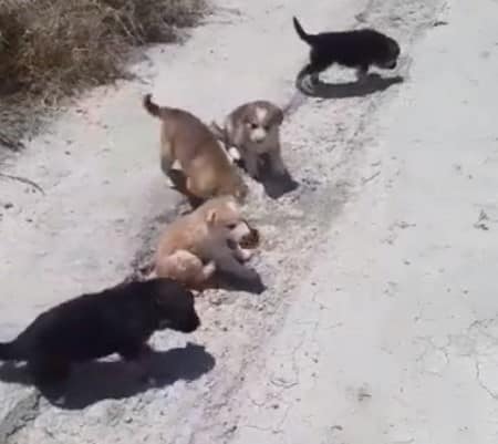 Altri sei cuccioli abbandonati nel Fucino