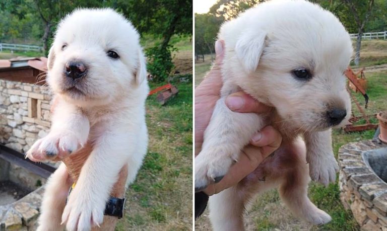 Due cuccioli abbandonati in mezzo al Fucino: "Sono salvi per miracolo"