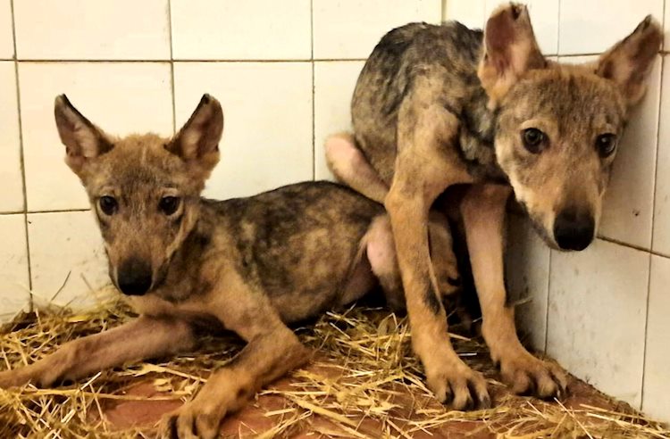 Due cuccioli di lupo salvati in Umbria sono stati accolti in Abruzzo