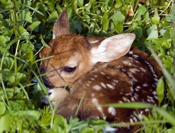 Cuccioli di capriolo