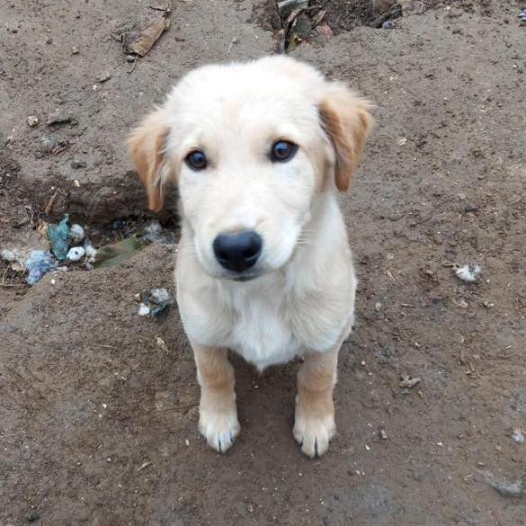 Cucciolo trovato in una discarica: "Cercava tra i rifiuti qualcosa da mangiare"