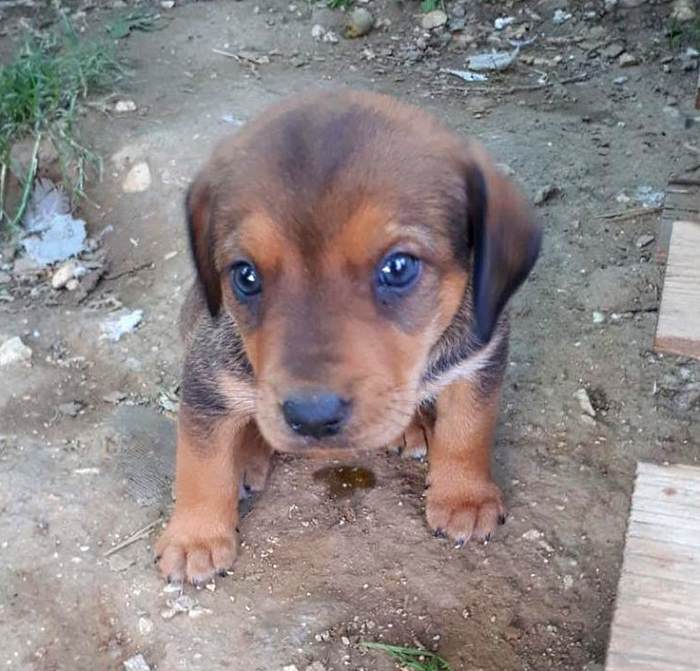 Cucciolo trovato in una discarica abusiva: "oltre a buttare di tutto