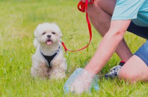 Deiezioni canine a Piazza Cavour ad Avezzano: "La colpa è solo dei proprietari che non puliscono mai. Disagi per passanti