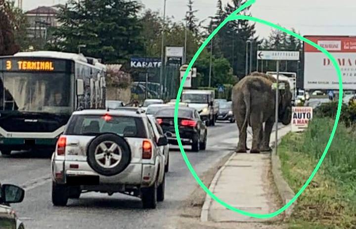 Un elefante in giro per L'Aquila