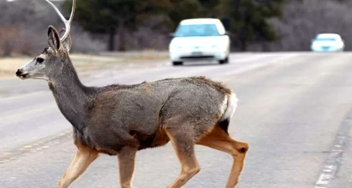 Incidenti stradali causati dall'attraversamento di fauna selvatica: riunione in Prefettura