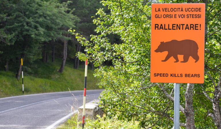 Strade attraversate dalla fauna selvatica