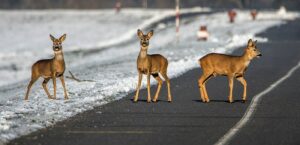 Incidenti causati da fauna selvatica