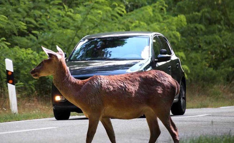 Progetto LIFE Safe-Crossing: arriva l'app gratuita per segnalare episodi di investimento della fauna selvatica